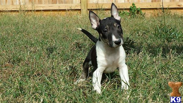 Bull Terrier puppy for sale